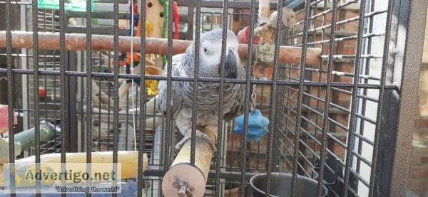 Cool African Grey parrot available now