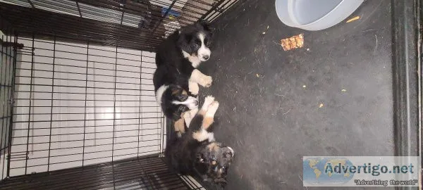 Australian Shepherd puppies