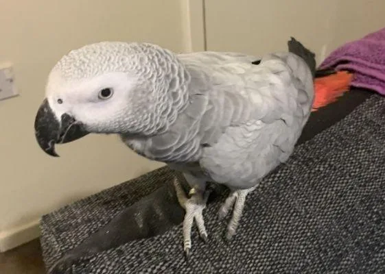 Sweet African Grey parrot