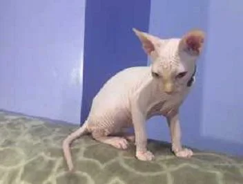 URRTYJ YUREWW Sphynx kittens
