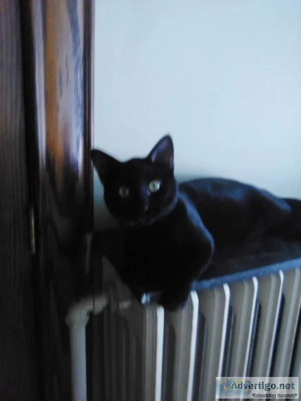 NEED HOMES FOR ADULT CATS