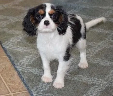 Full potty trained Cavalier King Charles Spaniel Puppies