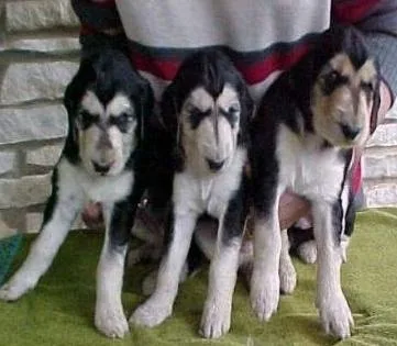 Lovely Afghan Hound puppies for sale.