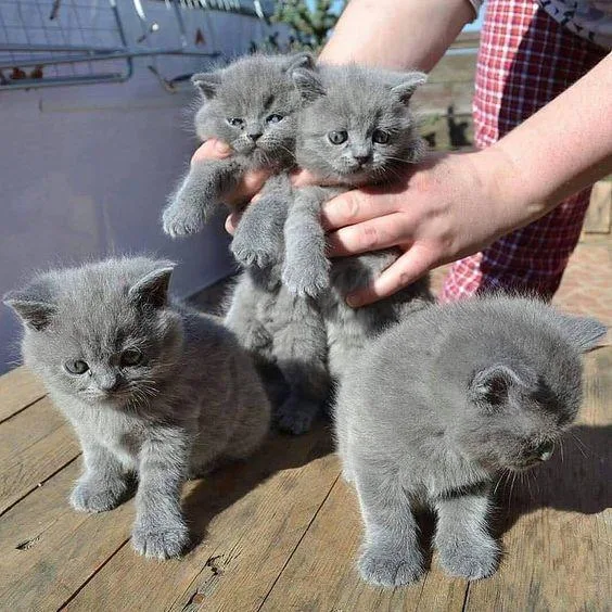 Siamese British shorthair Available