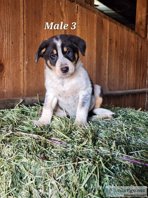 Heeler collie cross pups