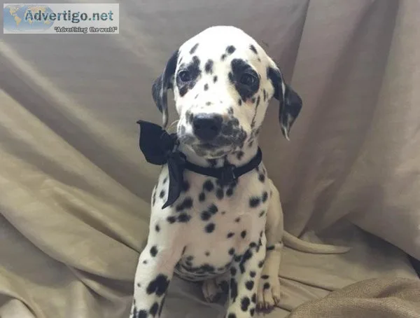 dalmatian