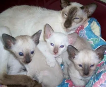 TRYREH HGJTY Siamese kittens