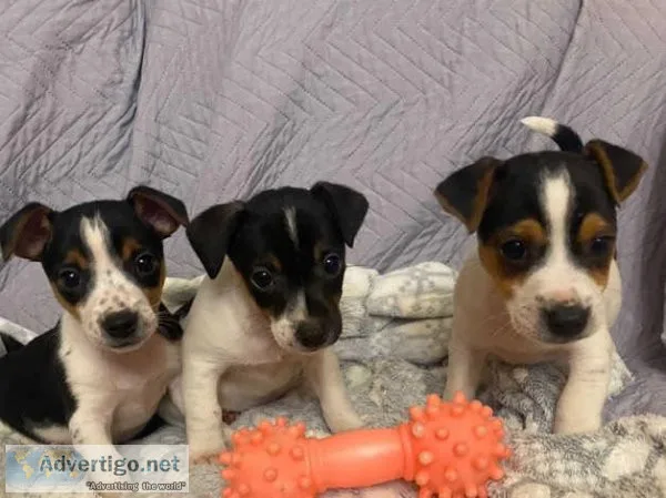 Jack Russell pups Available