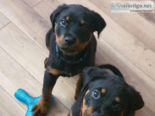 Ready to go. Full AKC Rottweiler pups