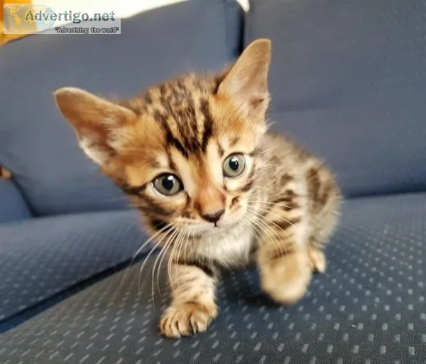 Brown Rossetted Bengal Kittens.