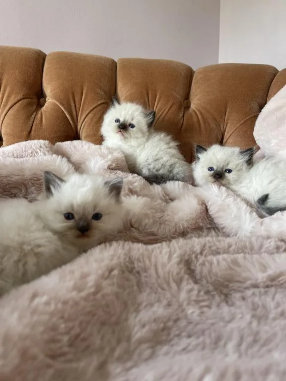 Ragdoll adorable kittens