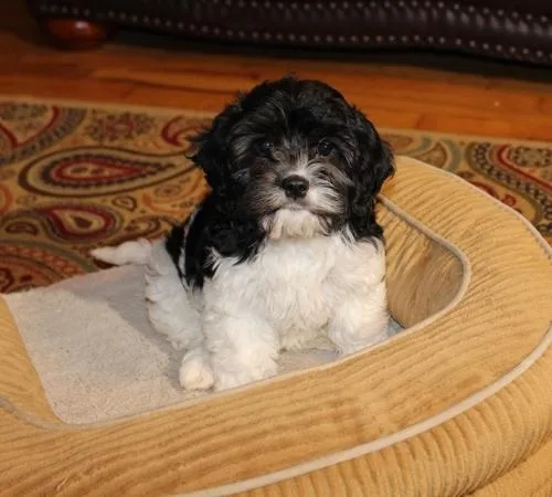 Well Trained Cavapoo Puppies.