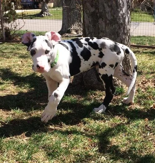 Adorable Great Dane Puppies For Sale