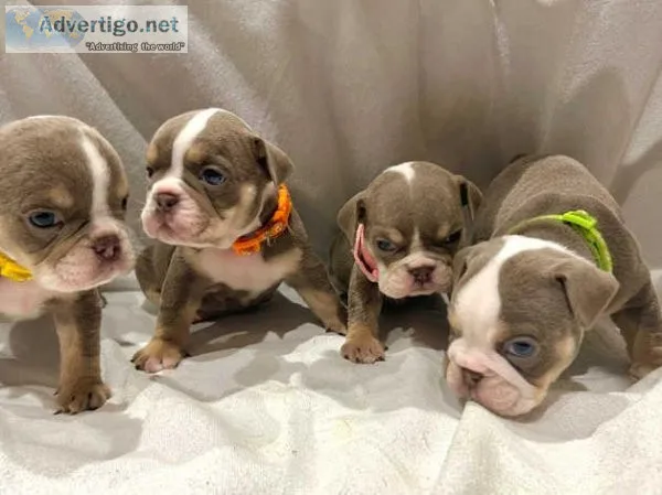English bulldog puppies ready