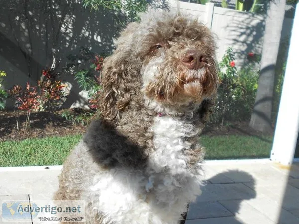 Aussie Goldendoodle Puppies For Sale in florida