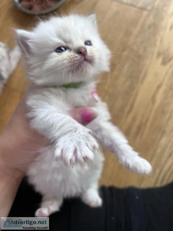 Pedigree Ragdoll kittens - Ready Now - Fully vaccinated and