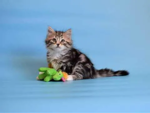 FGHFS GHJHK Siberian kittens