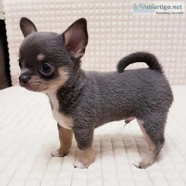 Chihuahuas
