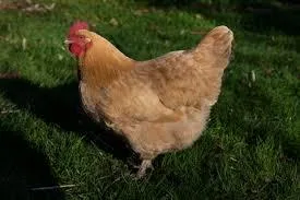 PULLETS - YOUNG CHICJKENS