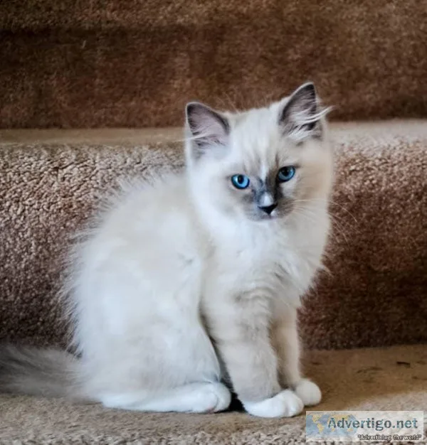 Bicolor mitted Blue and Seal Ragdoll Kittens