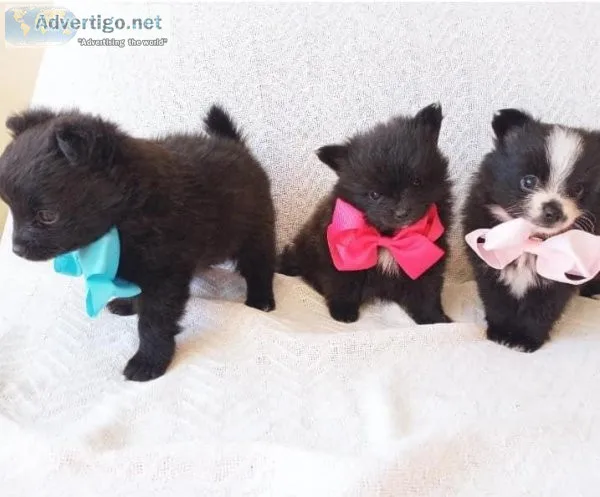 3 Month old Teacup Pomeranians