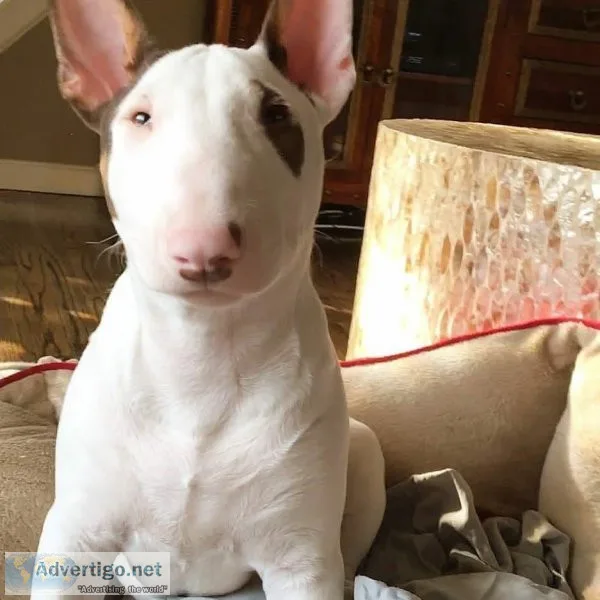 Amazing Bull-terrier puppies