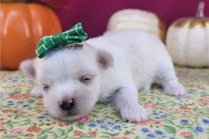 Malteese puppy