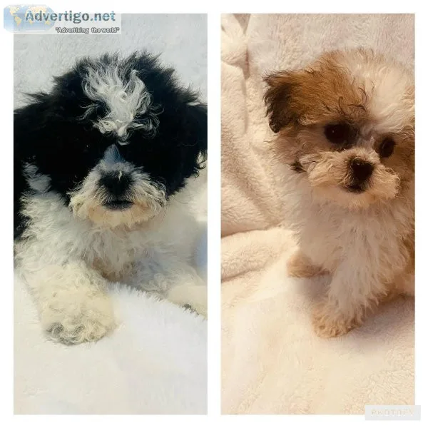 Shichon