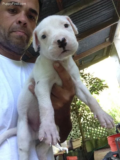 Adorable Dogo Argentino Puppies