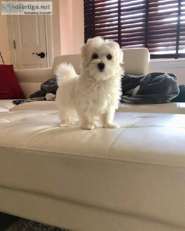 bhr Charming MALTIPOO  puppies