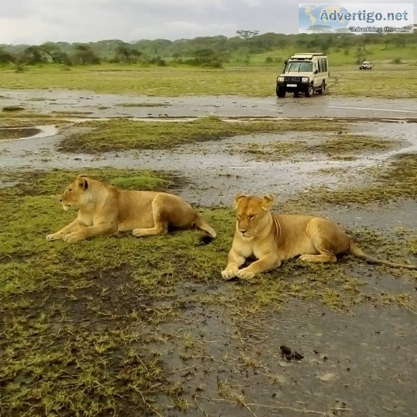 Tanzania wildlife safari booking options