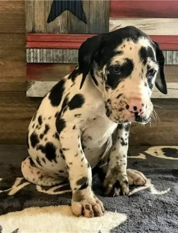 Great Dane Puppies