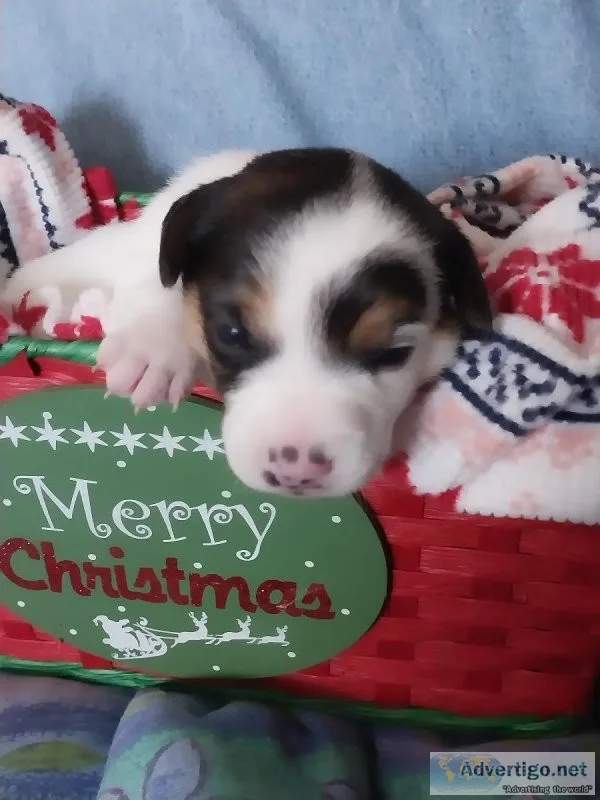 Jack Russell terrier pups