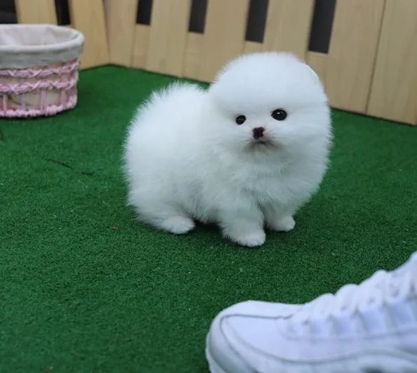pomeranian