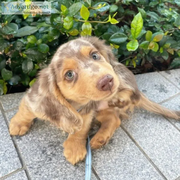 DACHSHUND PUPPIES FOR CHRISTMAS
