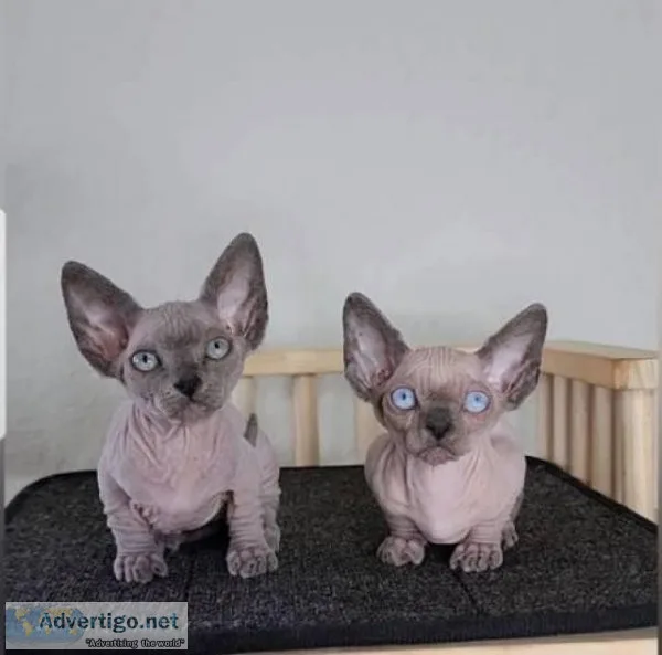 Male and Female Sphynx kittens