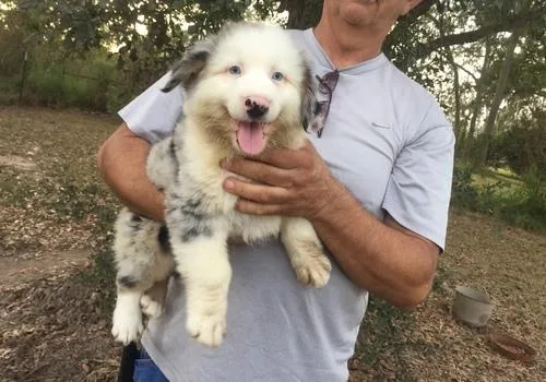 Healthy Australian Shepherd Puppies