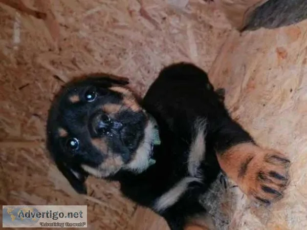 Champion German Rottweiler pups