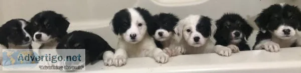 Mini Aussie mix puppies