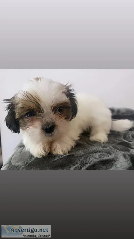 Teacup Shih Tzu