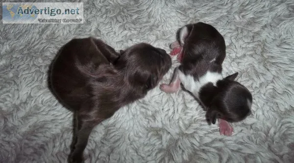 Chocolate Shih Tzu AKC Puppies