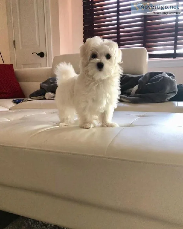 ghru  Charming MALTIPOO  puppies