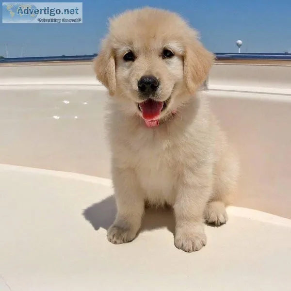 gry Quality Golden Retriever Puppies