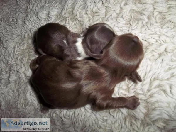 AKC Shih Tzu Puppies