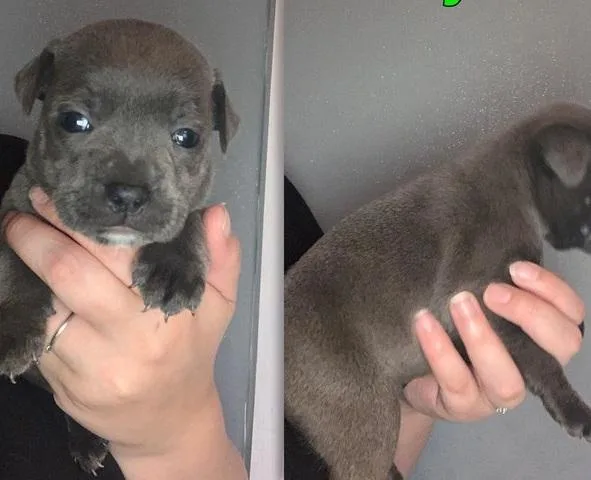 vgh  Staffordshire bull terrier puppies