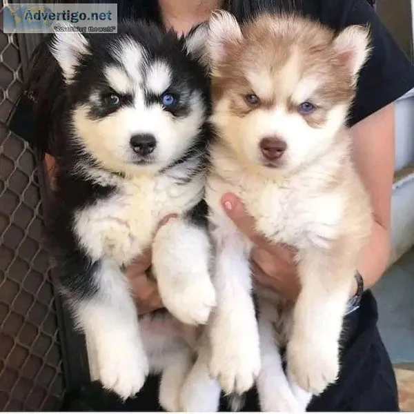 Husky