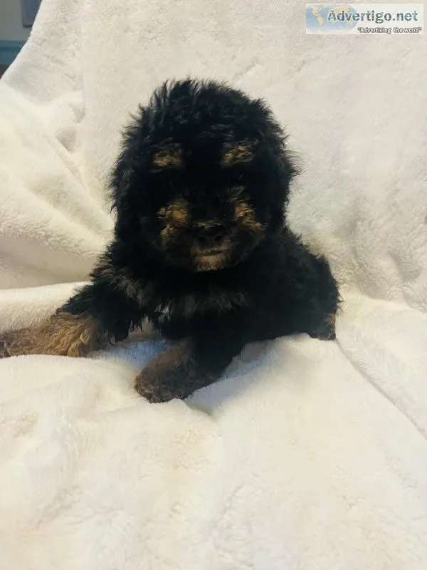 Miniature poodle
