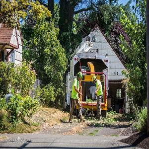 Premium Tree Service In The Greater Missoula Montana Area