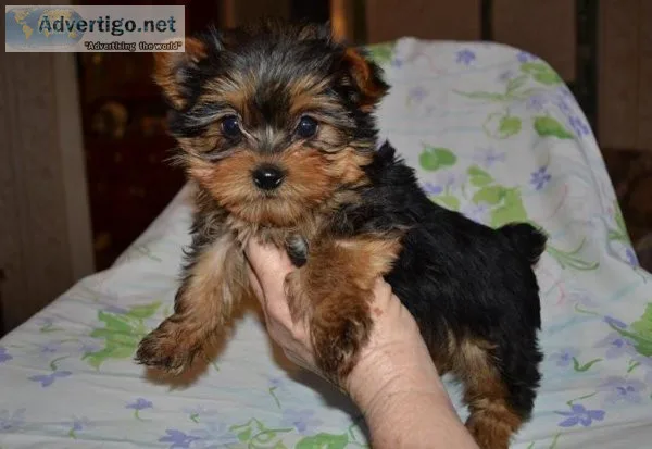 vgty  Yorkshire Terrier Puppies