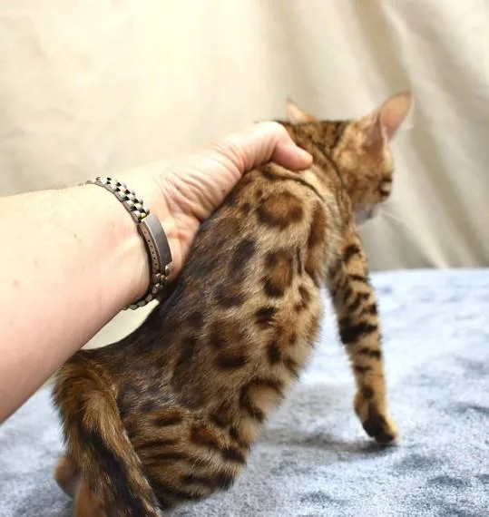 Bengal kittens